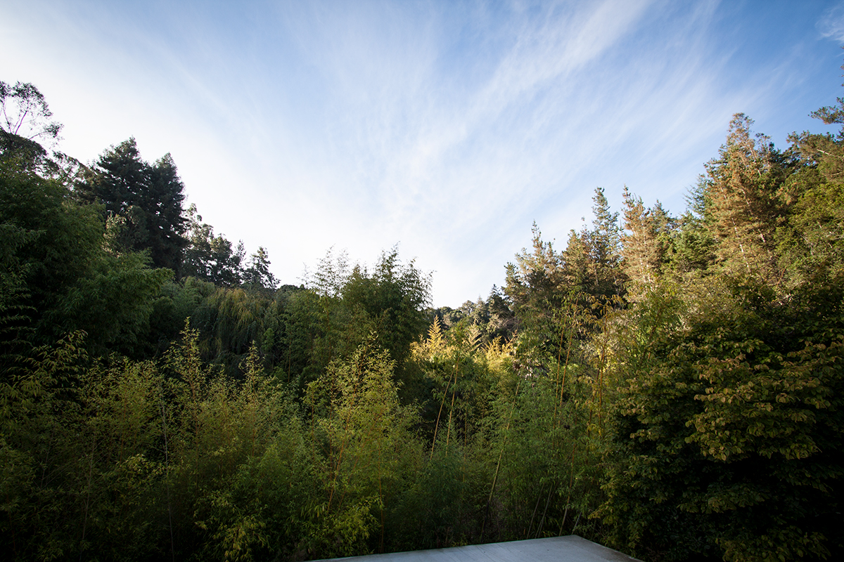 The view from the deck is all part of the nursery, full of paths which you can enjoy.